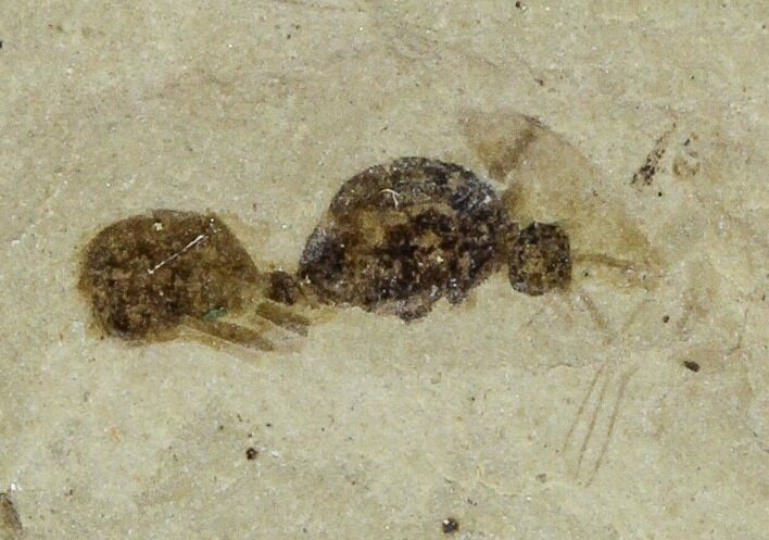 Fossil Ant - Green River Formation, Utah #111380